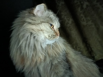 IMG20240830032908.jpg
