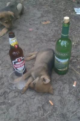 Непосредственно бродячей жизнью живу